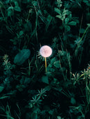 Wish Print by Debbie Ellis